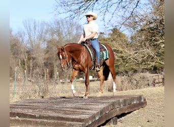 American Quarter Horse, Wałach, 5 lat, 150 cm, Cisawa