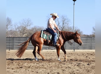 American Quarter Horse, Wałach, 5 lat, 150 cm, Cisawa