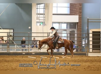 American Quarter Horse, Wałach, 5 lat, 150 cm, Cisawa