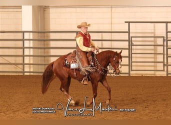 American Quarter Horse, Wałach, 5 lat, 150 cm, Cisawa
