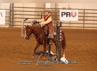 American Quarter Horse, Wałach, 5 lat, 150 cm, Cisawa
