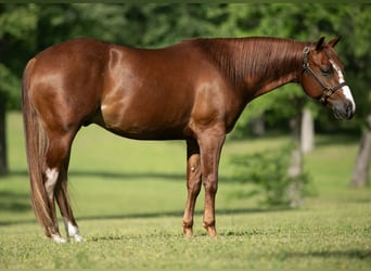 American Quarter Horse, Wałach, 5 lat, 150 cm, Cisawa