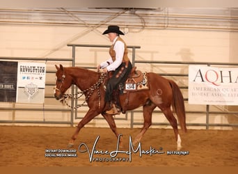 American Quarter Horse, Wałach, 5 lat, 150 cm, Cisawa