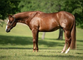 American Quarter Horse, Wałach, 5 lat, 150 cm, Cisawa