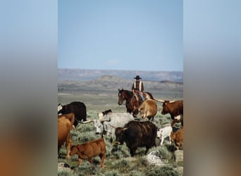 American Quarter Horse, Wałach, 5 lat, 150 cm, Gniada