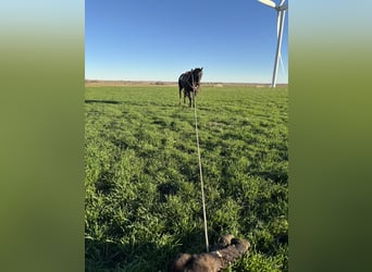 American Quarter Horse, Wałach, 5 lat, 150 cm, Gniada