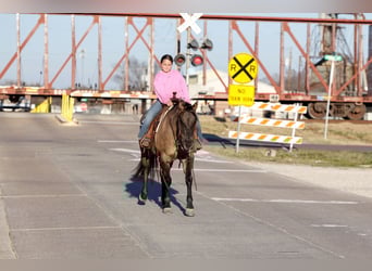 American Quarter Horse, Wałach, 5 lat, 150 cm, Grullo