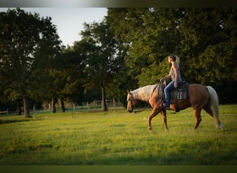 American Quarter Horse, Wałach, 5 lat, 150 cm, Izabelowata