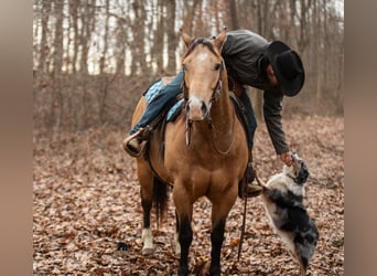 American Quarter Horse, Wałach, 5 lat, 150 cm, Jelenia