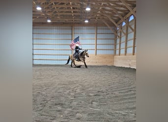 American Quarter Horse, Wałach, 5 lat, 150 cm, Jelenia