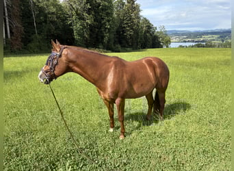 American Quarter Horse Mix, Wałach, 5 lat, 150 cm, Kasztanowata