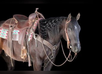 American Quarter Horse, Wałach, 5 lat, 150 cm