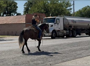American Quarter Horse, Wałach, 5 lat, 150 cm, Siwa jabłkowita