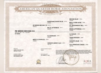 American Quarter Horse, Wałach, 5 lat, 150 cm, Siwa jabłkowita