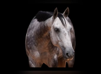 American Quarter Horse, Wałach, 5 lat, 150 cm, Siwa