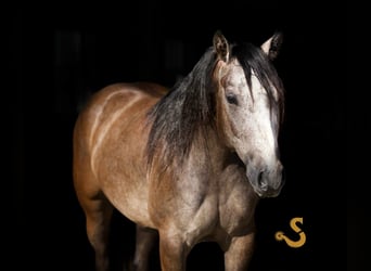 American Quarter Horse, Wałach, 5 lat, 150 cm, Siwa