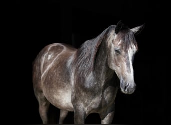 American Quarter Horse, Wałach, 5 lat, 150 cm, Siwa