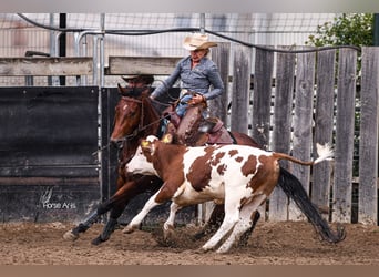 American Quarter Horse, Wałach, 5 lat, 151 cm, Gniada