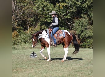 American Quarter Horse, Wałach, 5 lat, 151 cm, Tobiano wszelkich maści