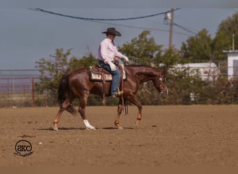 American Quarter Horse, Wałach, 5 lat, 152 cm, Ciemnokasztanowata