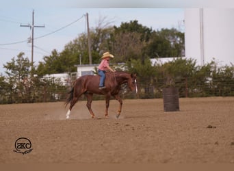 American Quarter Horse, Wałach, 5 lat, 152 cm, Ciemnokasztanowata