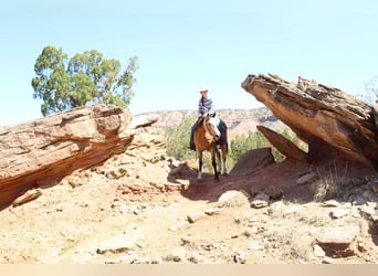 American Quarter Horse, Wałach, 5 lat, 152 cm, Cisawa