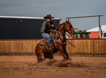 American Quarter Horse, Wałach, 5 lat, 152 cm, Cisawa