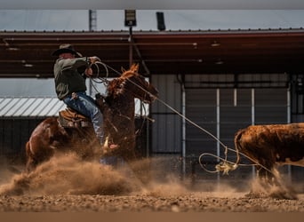 American Quarter Horse, Wałach, 5 lat, 152 cm, Cisawa