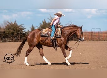 American Quarter Horse, Wałach, 5 lat, 152 cm, Cisawa