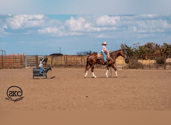 American Quarter Horse, Wałach, 5 lat, 152 cm, Cisawa