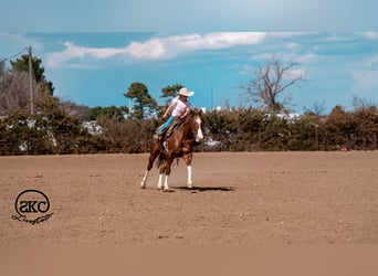 American Quarter Horse, Wałach, 5 lat, 152 cm, Cisawa