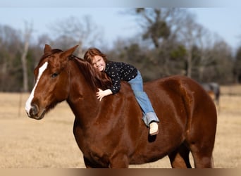 American Quarter Horse, Wałach, 5 lat, 152 cm, Cisawa