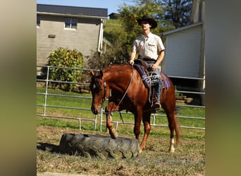 American Quarter Horse, Wałach, 5 lat, 152 cm, Cisawa