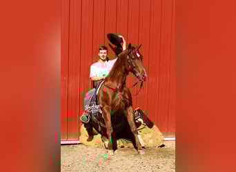 American Quarter Horse, Wałach, 5 lat, 152 cm, Cisawa