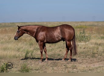 American Quarter Horse, Wałach, 5 lat, 152 cm, Cisawa
