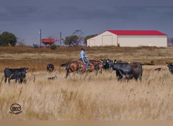 American Quarter Horse, Wałach, 5 lat, 152 cm, Cisawa