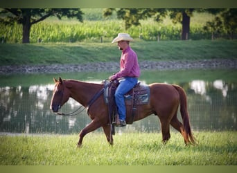 American Quarter Horse, Wałach, 5 lat, 152 cm, Cisawa