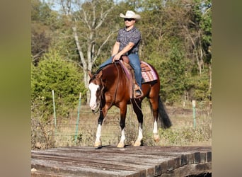 American Quarter Horse, Wałach, 5 lat, 152 cm, Gniada