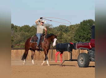 American Quarter Horse, Wałach, 5 lat, 152 cm, Gniada