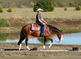 American Quarter Horse, Wałach, 5 lat, 152 cm, Gniada