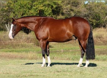American Quarter Horse, Wałach, 5 lat, 152 cm, Gniada