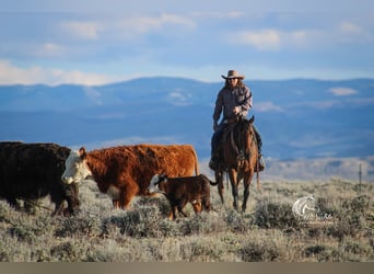 American Quarter Horse, Wałach, 5 lat, 152 cm, Gniada