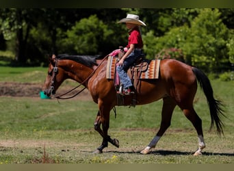 American Quarter Horse, Wałach, 5 lat, 152 cm, Gniada
