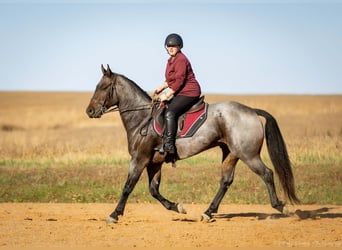 American Quarter Horse, Wałach, 5 lat, 152 cm, Gniadodereszowata