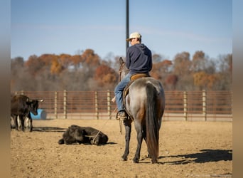 American Quarter Horse, Wałach, 5 lat, 152 cm, Gniadodereszowata