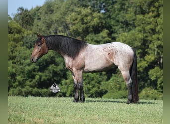 American Quarter Horse, Wałach, 5 lat, 152 cm, Gniadodereszowata