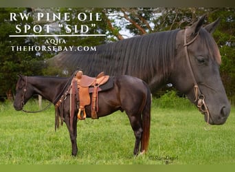 American Quarter Horse, Wałach, 5 lat, 152 cm, Gniadodereszowata