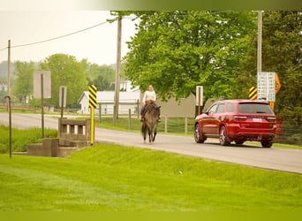 American Quarter Horse, Wałach, 5 lat, 152 cm, Gniadodereszowata