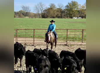 American Quarter Horse, Wałach, 5 lat, 152 cm, Izabelowata
