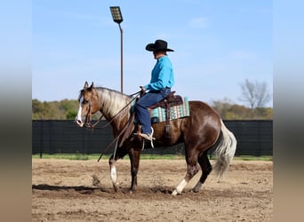 American Quarter Horse, Wałach, 5 lat, 152 cm, Izabelowata
